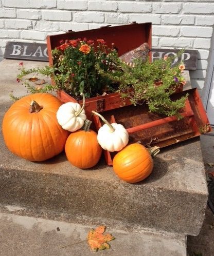 Little Pumpkins bring great joy!